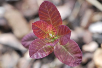 Cotinus coggygria 'Royal Purple' - ruj vlasatá 'Royal Purple' - jarní výhonky
